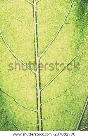 leaf macro pattern of green - retro, vintage style look