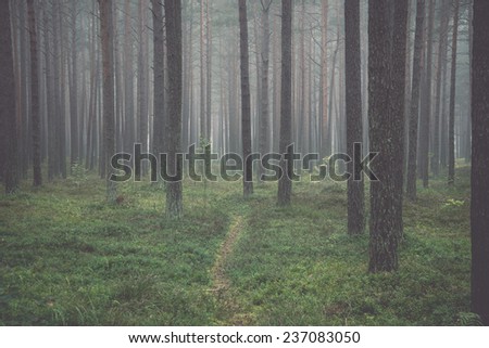 Misty morning in the woods - retro, vintage style look