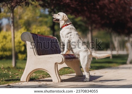 Active labrador retriever dog outdoors in grass park on sunny summer day