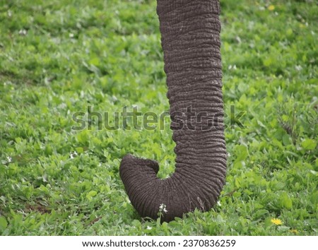 african elephant trunks dangling  in the water