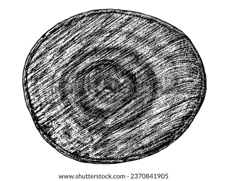 Wood texture cross section of tree rings. Cut slice of wooden stump isolated on white. Textured surface with rings and cracks. Black background made of hardwood from the forest. Vector illustration.