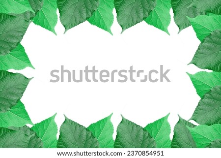 Mulberry leaves arranged into picture frames, Mulberry leaf frame  leaf frame, leaf picture, bright green, natural leaf color.