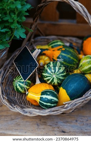 Autumn harvest of pumpkins at outdoor farmers market. Composition for Halloween and Thanksgiving day. Vegetarian healthy food