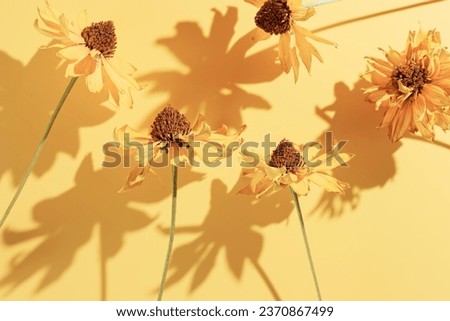 Stylish botanical background, dried flowers minimal pattern, beautiful shadow from sunlight. Autumn bouquet top view, fall concept. Nature design botanical still life, minimal style aesthetic poster