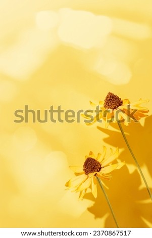Floral Autumn composition dried flowers Cosmos at sunlight, yellow monochrome background. Autumn, fall concept, season nature still life, dry blooming flowers casting shadows, minimal flat lay pattern