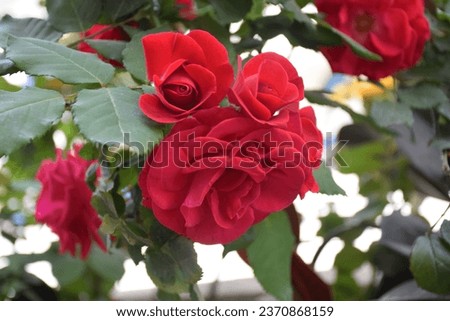 Roses - the flower of love 