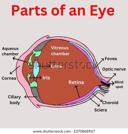 Parts of an eye diagram with parts labelled illustration useful for educational purposes