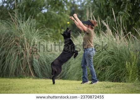 Cutest and amazing dog, black malinois raze Royalty-Free Stock Photo #2370872455