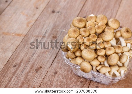 brown beech mushroom on wood