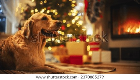 Cute Purebred Golden Retriever Enjoying the Warmth Inside on a Winter Snowy Night: Portrait of a Dog Resting Calmly Next to a Christmas Tree Decorated with Lights and Gifts. Adorable Family Pet Royalty-Free Stock Photo #2370885279