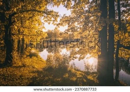 A scene of sunrise near the pond with fog above it and oak with yellow leaves on a sunny golden autumn morning. Landscape. Leaf fall. Vintage film aesthetic.