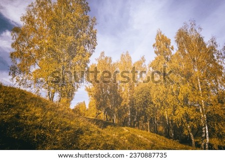 Birch trees with yellow leaves during the fall season with cloudy background.. Sunny day in golden autumn. Vintage film aesthetic.