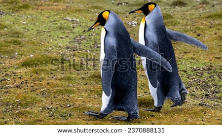 Pair of king penguins walking on green grassy slope