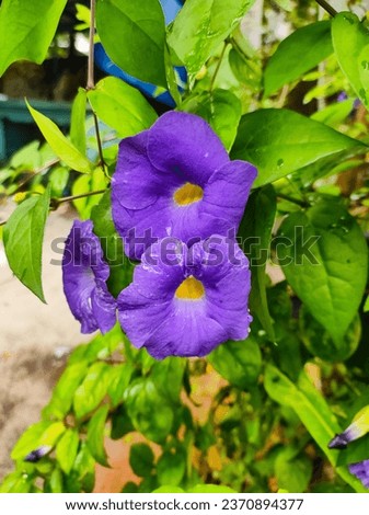 commonly known as the bush clock vine or king's mantle, is a vibrant, evergreen shrub that belongs to the family Acanthaceae. Violet colour flower.