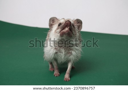 African hedgehog on a green background. Teeth Atelerix