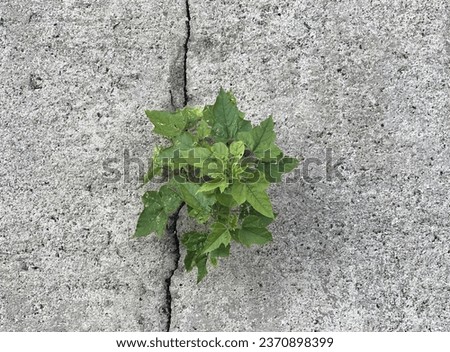 a plant growing in a crack in a concrete wall..