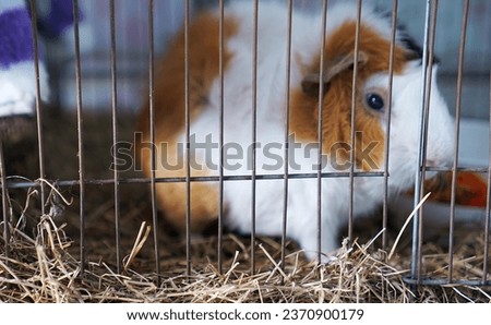 a guinea pig in a cage.