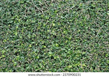 this is a close up of a hedge..