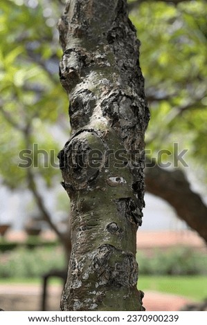 a tree with a broken bark.