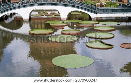 water lilies in a pond.
