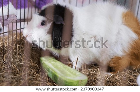 a white and black guinea pig in a cage..