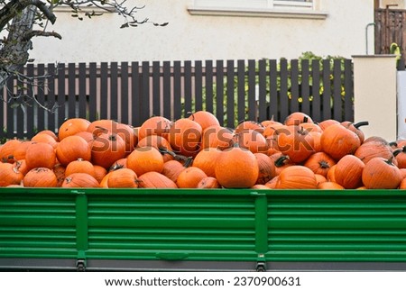 Orange pumpkins on a green cart at outdoor farmers market. Halloween Background. Halloween Celebration.