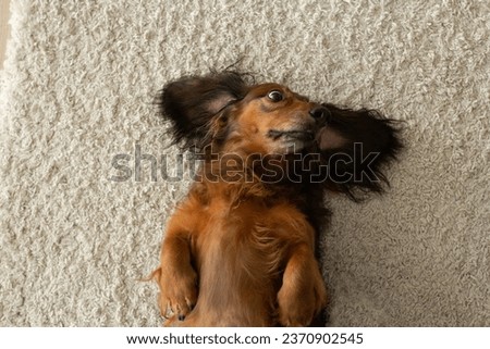 Red dog longhaired dachshund lying on back on the floor, dog with big ears, adorable small sausage dog on fluffy carpet, doxie portrait close up, one friendly hound