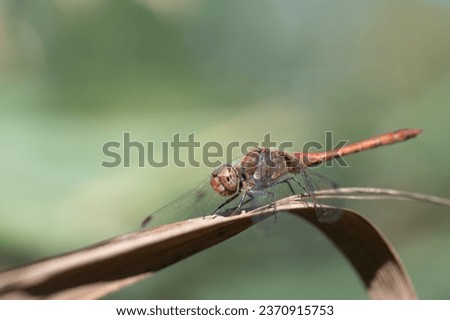 A large darter dragonfly (Sympetrum striolatum) with a red abdomen sits on a dry reed leaf. The background is green. The sun is shining. The dragonfly's wings are spread . There is space for text.