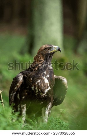 The golden eagle (Aquila chrysaetos) is a bird of prey living in the Northern Hemisphere. It is the most widely distributed species of eagle.