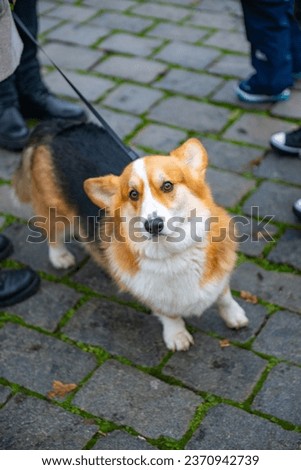 Beautiful Corgi dog walking on the street