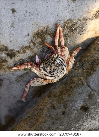 Sea crab poisonous on beach raw photos