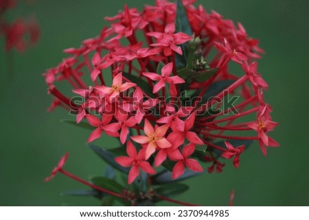 raw photo of red flower close up