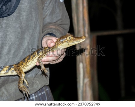 Small caiman (type: Melanosuchus) keep in the hand in Amazon Rainforest Brazil, Amazonia, South America
