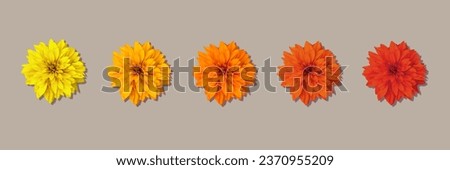 Pattern of multicolored flowers isolated on beige background. Orange Calendula or Calendula officinalis flower.