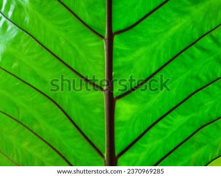 Green leaves with brown stems