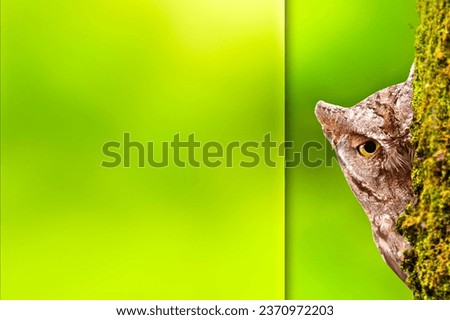 Photo with a frosted glass effect applied to one side. Presentation, card, poster etc. ready-to-use image. Scops owl.