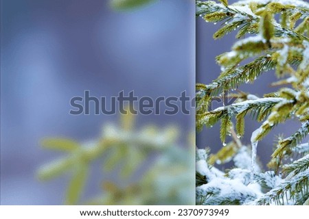 Winter. Photo with a frosted glass effect applied to one side. Presentation, card, poster etc. ready-to-use image.