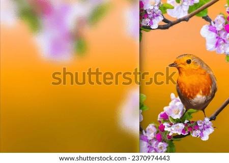 Spring and Robin. Photo with a frosted glass effect applied to one side. Presentation, card, poster etc. ready-to-use image.
