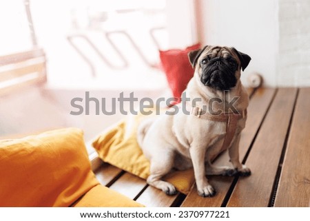 Happy pug dog waiting for owner in cafe, lifestyle freelance worker. Royalty-Free Stock Photo #2370977221
