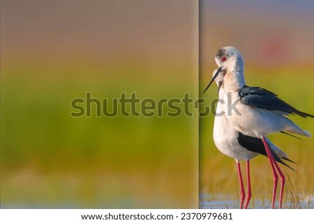 Romantic birds. Photo with a frosted glass effect applied to one side. Presentation, card, poster etc. ready-to-use image. Black-winged Stilt.