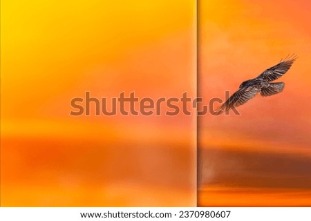 A crow flying in front of an abstract sunset landscape. Photo with a frosted glass effect applied to one side. Presentation, card, poster etc. ready-to-use image.