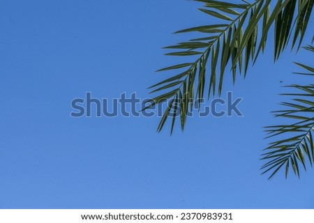 palm leaves against blue sky 1