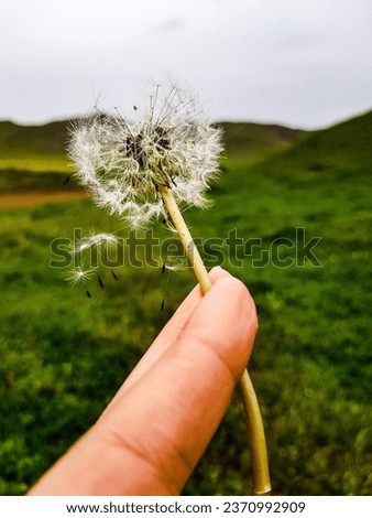 Dandelion in the plain of Iranian nature
