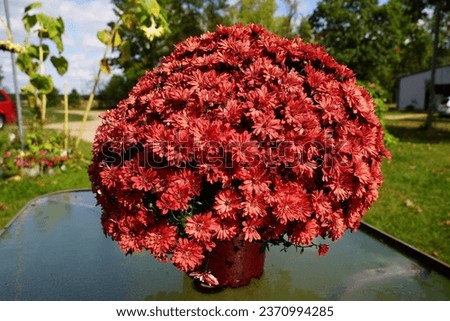 Dark red Chrysanthemum Mums flower plant bloomed during the fall season. Royalty-Free Stock Photo #2370994285