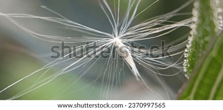 Small dandelion flowers that bloom and fall on spring and shot in morning at yard with macro and landscape mode. 