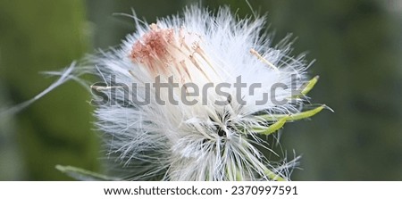 Small dandelion flowers that bloom and fall on spring and shot in morning at yard with macro and landscape mode. 