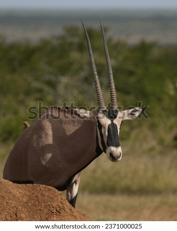 Oryx looking at camera with red billed oxpecker on back