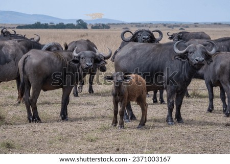 Exploring the untamed beauty of Kenya's safari, where majestic African animals roam free in their natural habitat. In the heart of Kenya's untamed wilderness, this captivating photograph. Royalty-Free Stock Photo #2371003167