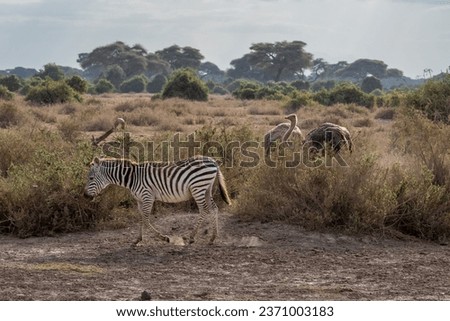 Exploring the untamed beauty of Kenya's safari, where majestic African animals roam free in their natural habitat. In the heart of Kenya's untamed wilderness, this captivating photograph.