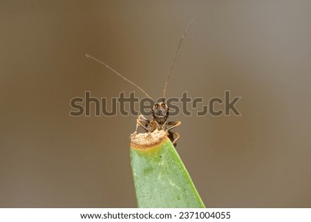A very small larvae of a dark bush cricket (Pholidoptera griseoaptera) sitting on top of a leaf Royalty-Free Stock Photo #2371004055